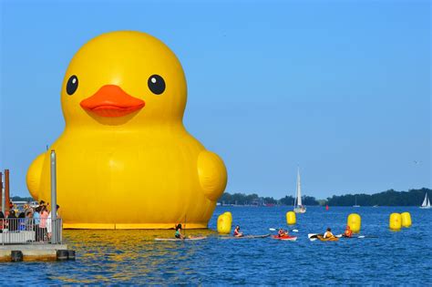 Making a splash: World’s largest rubber duck back to quack in Toronto